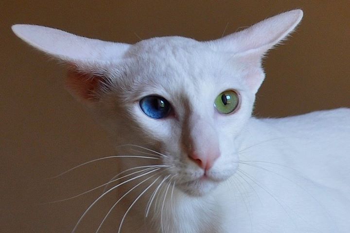 Кошки с разноцветными глазами: само совершенство