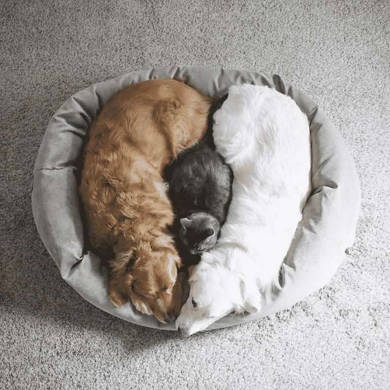 Две собаки и кот – троица лучших друзей, они обожают делать всё вместе