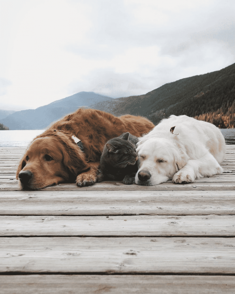 Две собаки и кот – троица лучших друзей, они обожают делать всё вместе
