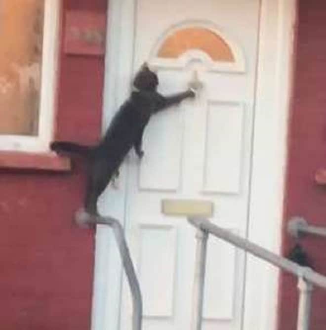 Воспитанный котик: как мурлыка стучал в дверь к своим хозяевам