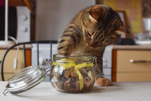  кошка пытается достать печенье из банки