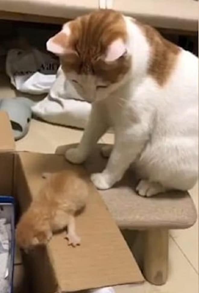 «Как достать маму, или, когда нервов ни на что не хватает!»: забавные случаи из жизни кошек и котят
