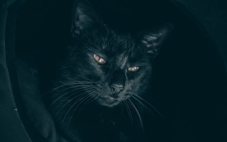 10 примет о чёрных кошках