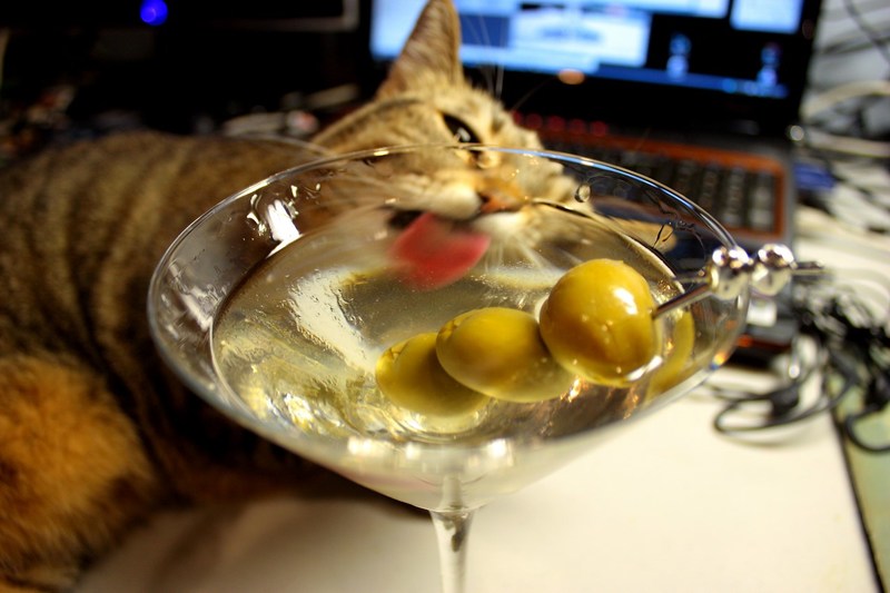 Коты-гурманы: за что они любят оливки