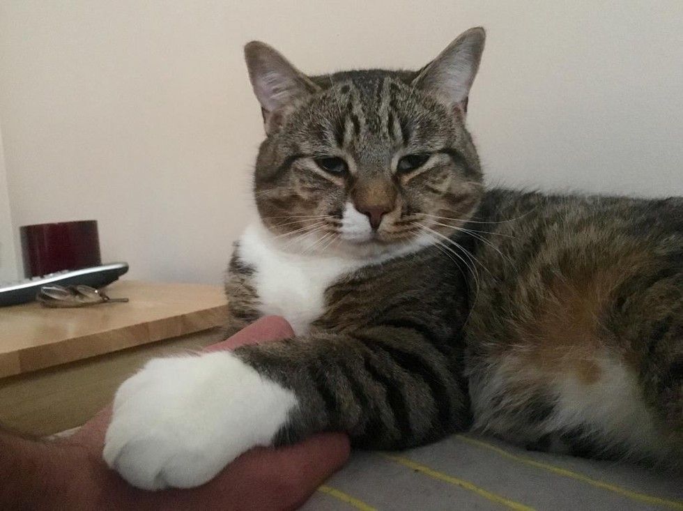 Приютский кот с гигантскими варежками изменил жизнь мужчины