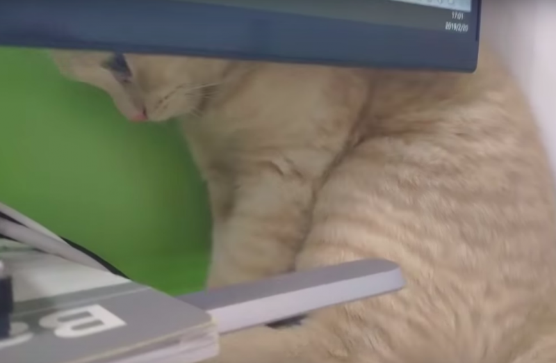 Монитор компьютера мешает не очень сообразительной кошке почесаться