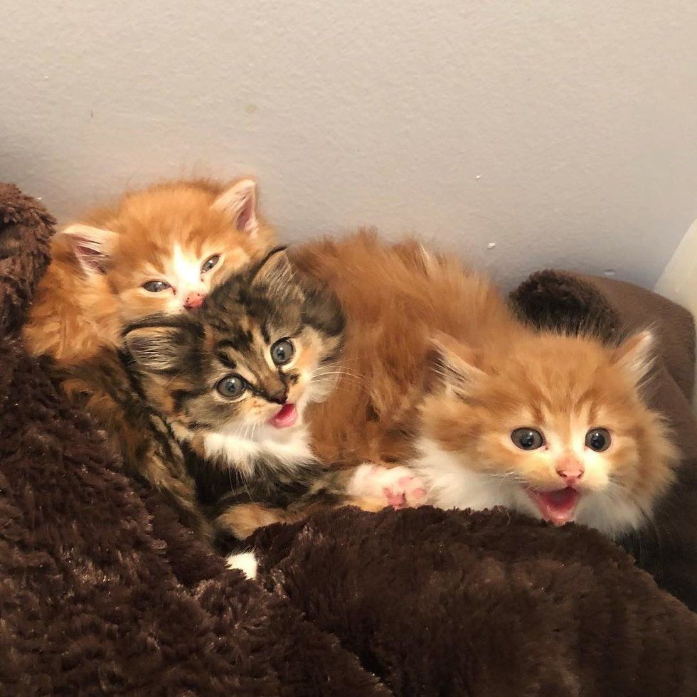 Кошка принесла домой троих беспомощных котят