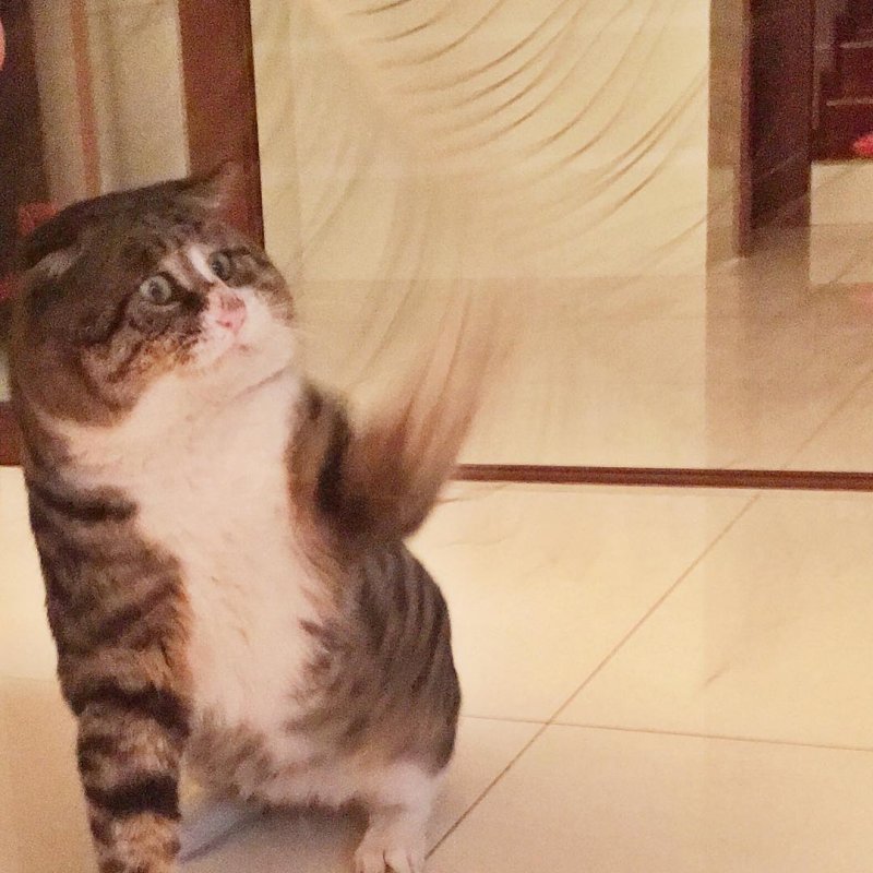 18 смешных фото одного кота, эмоции которого зашкаливают
