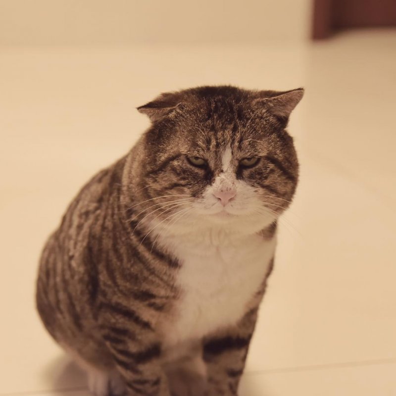 18 смешных фото одного кота, эмоции которого зашкаливают
