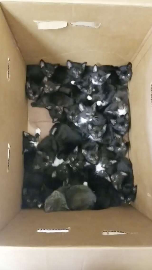 На пороге приюта стояла женщина с картонной коробкой, а внутри шевелилось 39 котят