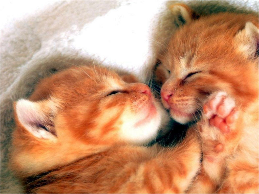25 фото смешных и милых рыжих котиков, которые очаруют всех и каждого