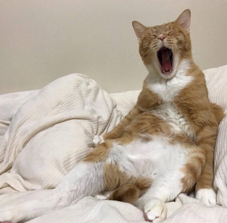 25 фото смешных и милых рыжих котиков, которые очаруют всех и каждого