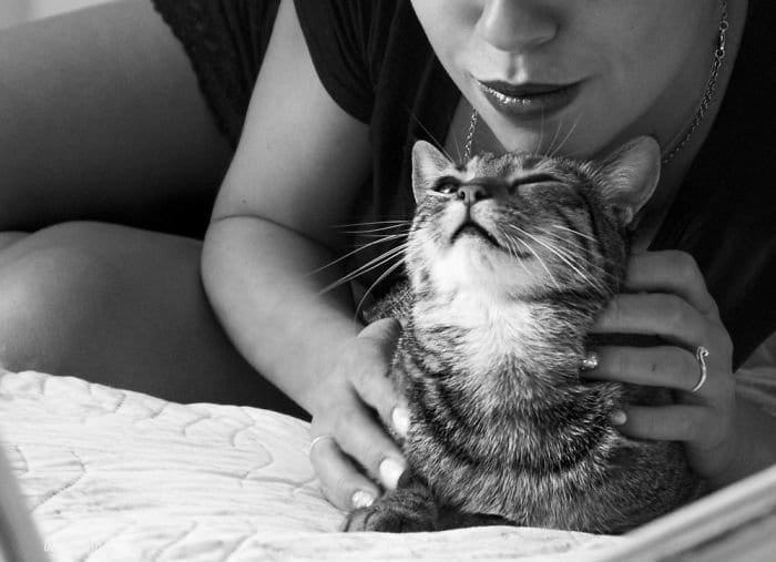 Котовольствие: как выглядит кошачье удовольствие в работах итальянского фотографа