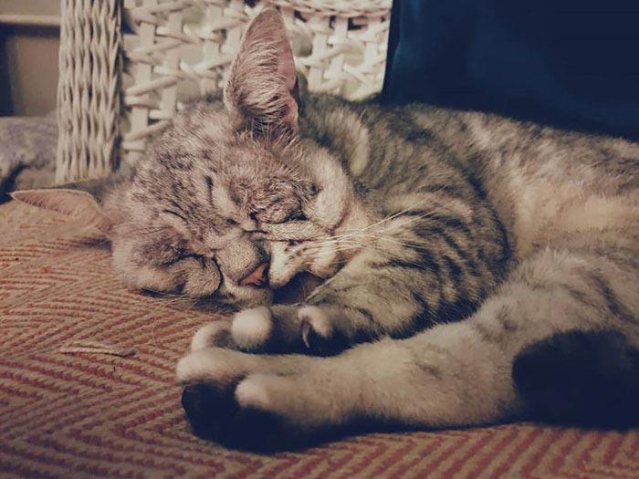 Тоби – кот с обвисшей кожей, который, наконец, нашёл свой любящий дом и теперь счастлив