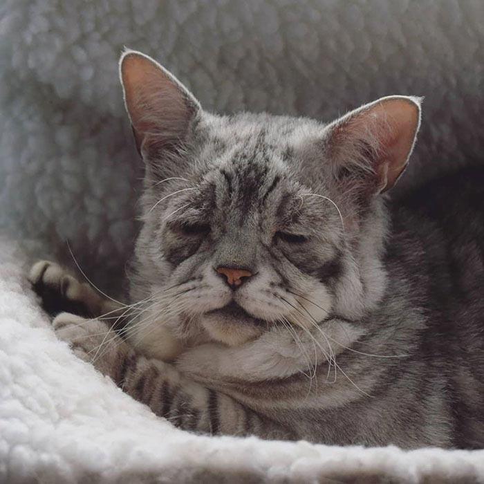 Тоби – кот с обвисшей кожей, который, наконец, нашёл свой любящий дом и теперь счастлив