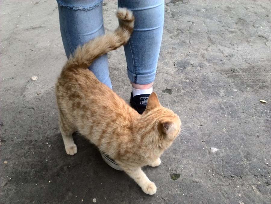 Почему кошка путается под ногами