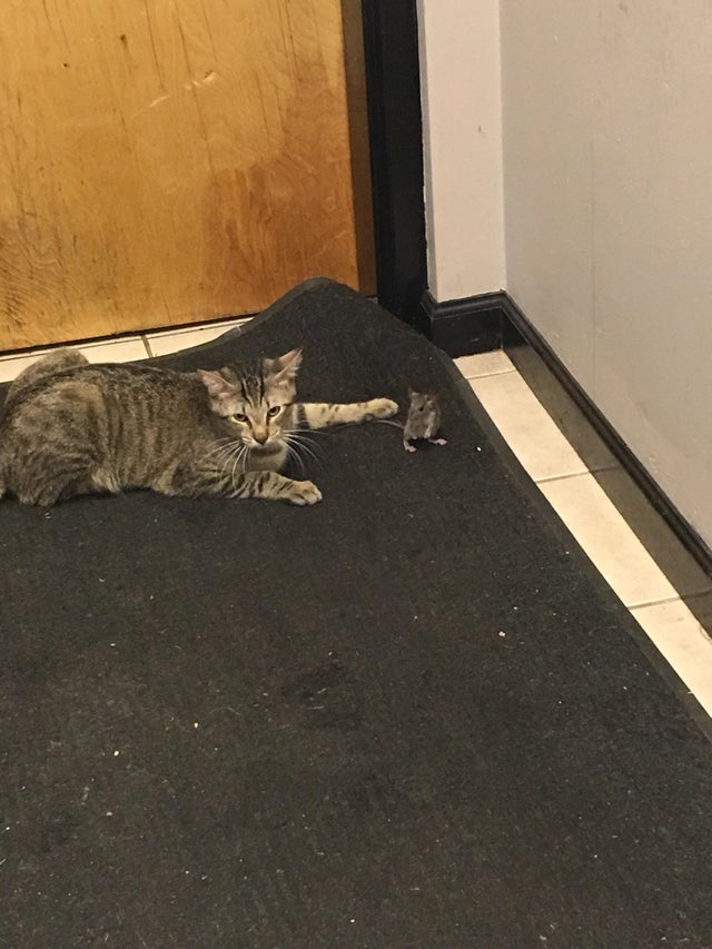 Кот должен был поймать мышку, но вместо этого решил с ней подружиться