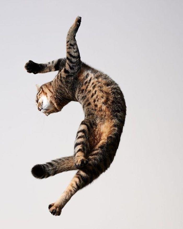 Танцующие коты, которые доказывают, что их грации могут позавидовать даже балерины