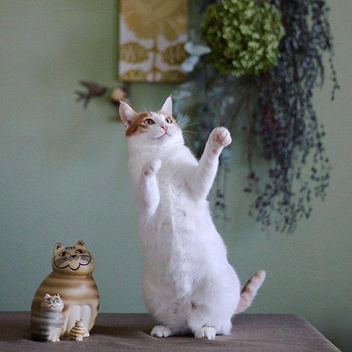 Танцующие коты, которые доказывают, что их грации могут позавидовать даже балерины