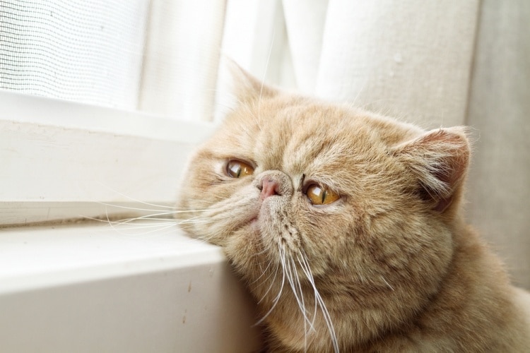 8 случаев, когда кошка покажет, что в доме есть негатив