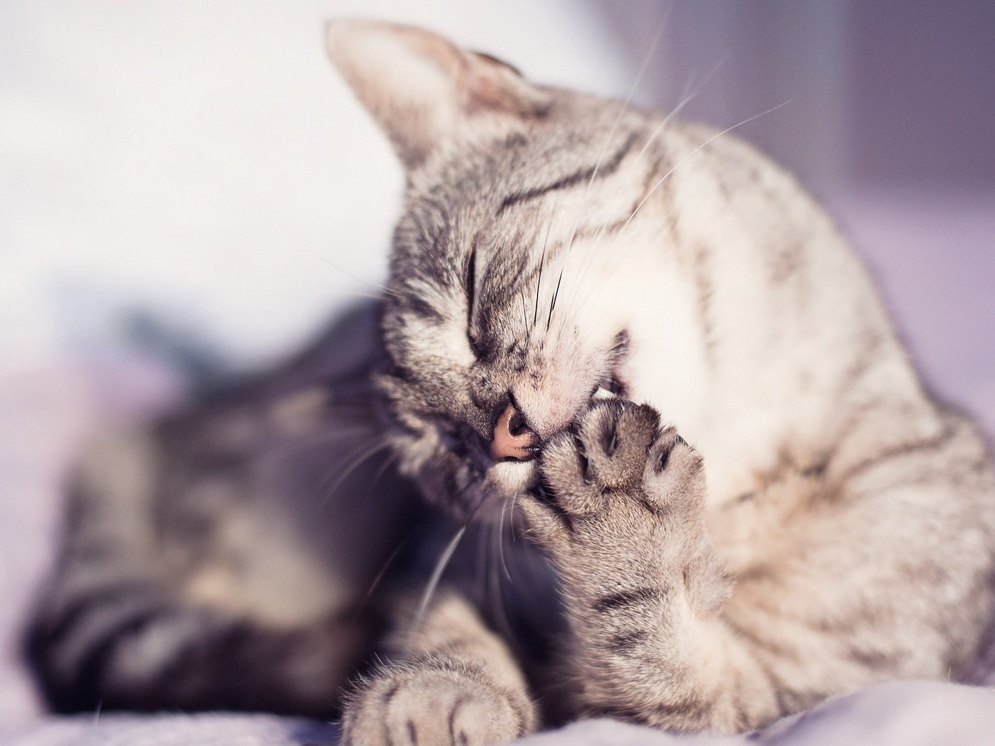 Зачем кошкам подушечки на лапах: основные теории