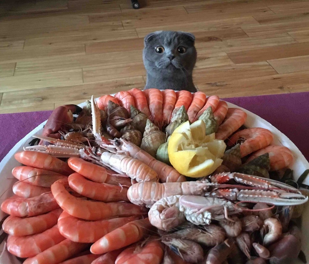Целеустремленные котики, которые готовы на всё во имя еды