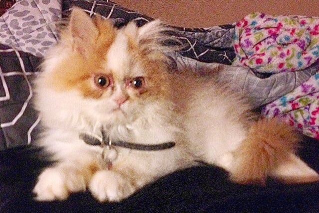 Кот по кличке Луи настолько суров, что выглядит как ненависть ко всему живому. Только с хвостиком
