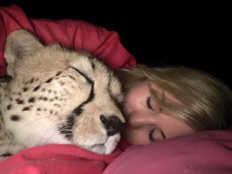Британка спасла малыша гепарда от браконьеров, и в итоге не смогла оставить его в приюте