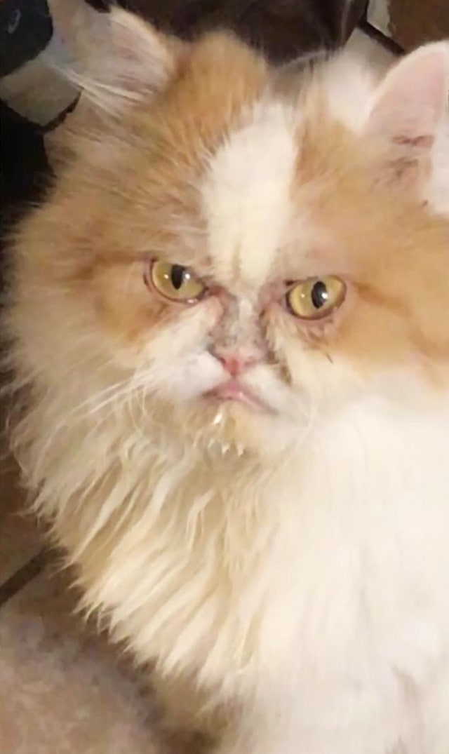 Кот по кличке Луи настолько суров, что выглядит как ненависть ко всему живому. Только с хвостиком