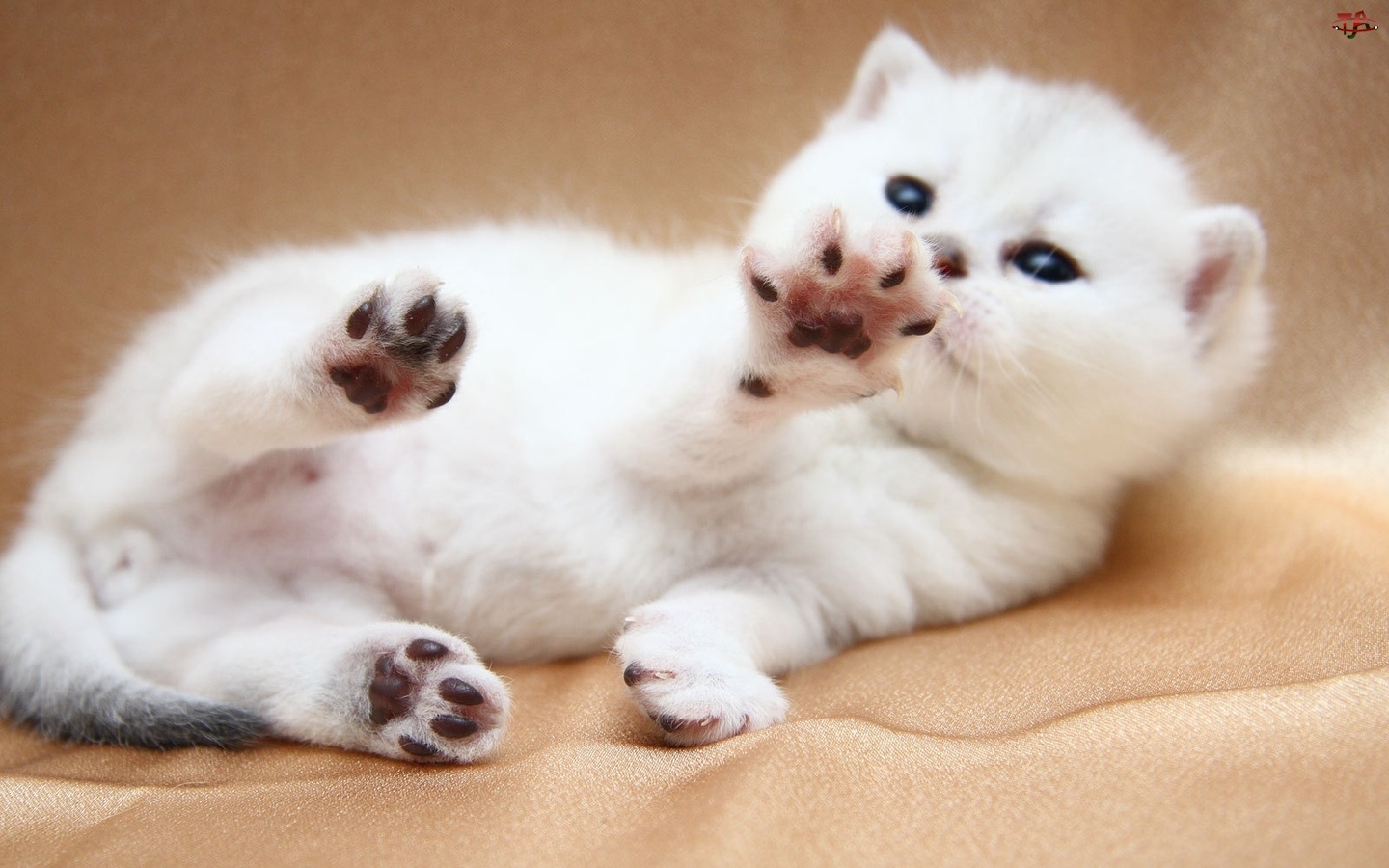 Зачем кошкам подушечки на лапах: основные теории