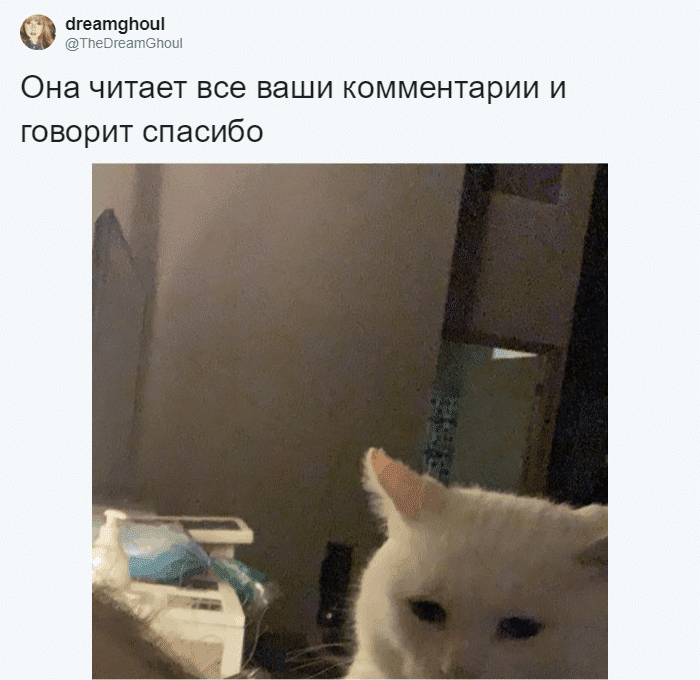 Девушка показала свою кошку, и та стала мемом