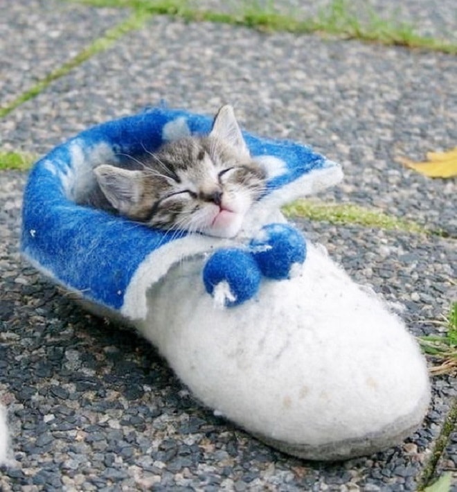 «Мои любимые тапочки!»: забавные фото котеек, которые предпочитают хозяйскую обувь любой кроватке