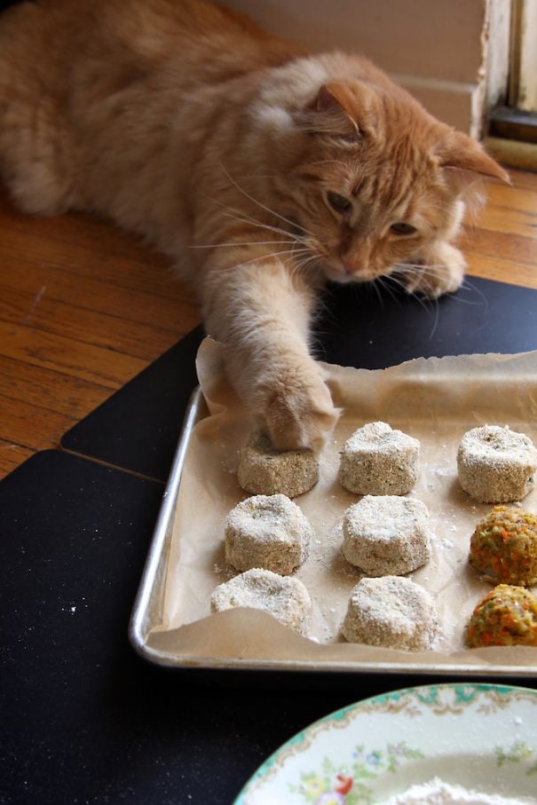 Целеустремленные котики, которые готовы на всё во имя еды