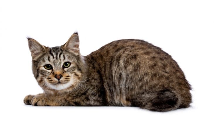 Большие коты и кошки: о крупных породах мурлык