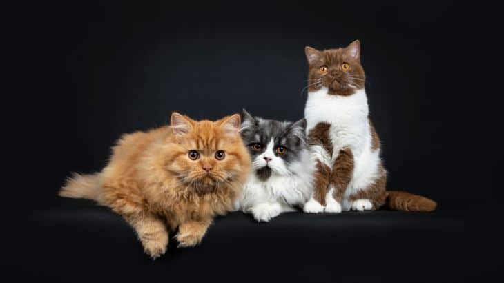 Большие коты и кошки: о крупных породах мурлык