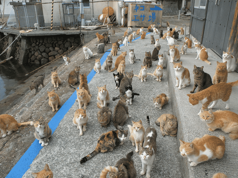 Японский остров кошек попросил в интернете о корме и получил больше, чем смог у себя разместить