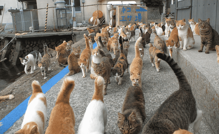 Японский остров кошек попросил в интернете о корме и получил больше, чем смог у себя разместить