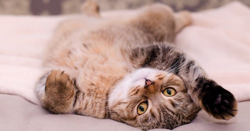 19 причин, почему каждому нужен свой кот