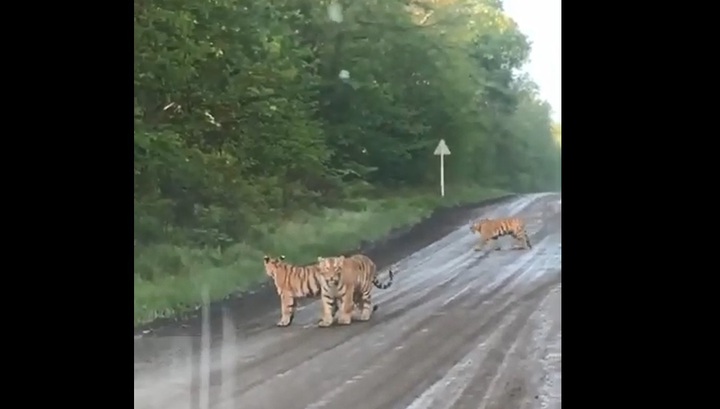 Очевидцы сняли на видео семейство тигров, вышедшее на трассу в Приморье